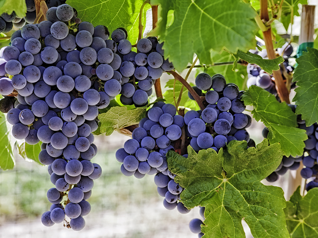 10 Red Wine Grape Names that Make Fantastic Wines | Kazzit US Wineries