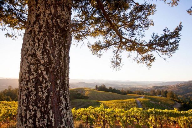 Ferrari Carano Vineyards Winery United States California Healdsburg Kazzit Us Wineries International Winery Guide