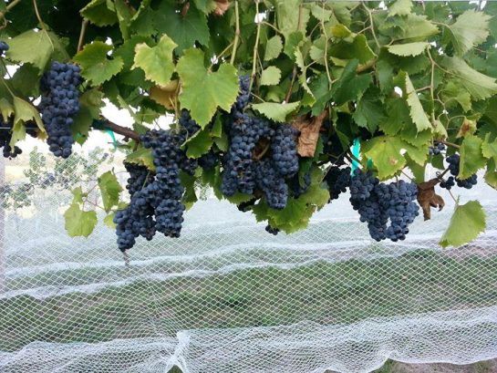 Grape Escape Winery, United States, Iowa, Pleasantville